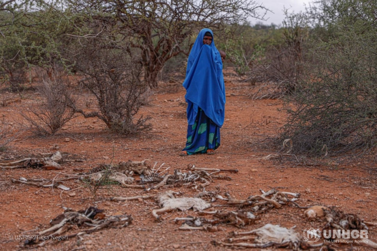 A woman who fled to Melkadida in Ethiopia to escape starvation in her home village in Hawal Haji district, stands near the carcasses of her dead goats.
